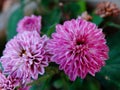 Violet color chrysanthemum flowers, closeup image