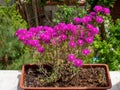 Violet color hardy ice plant flowers growing on the balcony Royalty Free Stock Photo