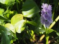 Violet color water hyacinth, genus Eichhornia, Eichhornia crassipes  the flower bouquet is delicate petals beautiful in nature Royalty Free Stock Photo