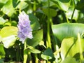 Violet color water hyacinth, genus Eichhornia, Eichhornia crassipes  the flower bouquet is delicate petals beautiful in nature Royalty Free Stock Photo