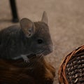 Violet colored chinchilla pet