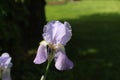 Violet colored Iris