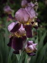 Purple Pink Iris Flower Close-up on Blurred Background. Royalty Free Stock Photo