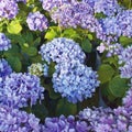 Violet colored natural bouquets of Hortensia flowers in the garden Royalty Free Stock Photo