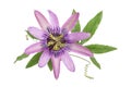 Purple colored passion flower isolated on white Royalty Free Stock Photo