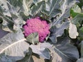 Violet colour flower cabbage