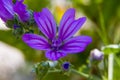 Violet Common Mallow flower or Cheeses, High Mallow, Tall Mallow in italy. Its Latin name is Malva Sylvestris Royalty Free Stock Photo