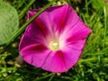 Pink bindweed, morning glory flower.