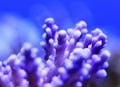 Violet coral Royalty Free Stock Photo
