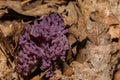 Violet Coral Fungus - Clavaria zollingeri