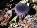 Violet Cort Mushroom Royalty Free Stock Photo