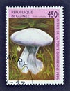 Violet Cortinarius Mushroom
