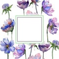 Violet Cosmos Flower Floral Botanical Flowers. Watercolor Background Illustration Set. Frame Border Ornament Square.