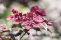 Violet Crabapple blossoms. Spring flowering wild apples in the garden. Pollination of flowers of apples. Royalty Free Stock Photo