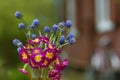 Violet crimson blue flowers bouquet close up photo on summer green background