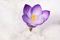 Violet crocus Royalty Free Stock Photo