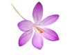 Violet Crocus Royalty Free Stock Photo