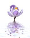 Violet crocus Royalty Free Stock Photo