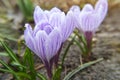 Violet Crocus bloom bright in sunlight. Beauty of wild purple blooming in springtime. The first spring flowers - three violet Royalty Free Stock Photo