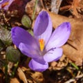 violet crocus bloom on a sunny day