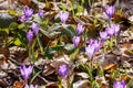 violet crocus bloom on a sunny day in spring