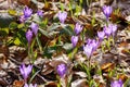 violet crocus bloom on a sunny day in spring Royalty Free Stock Photo