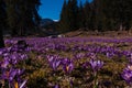 Violet Crocus field with mountain in the background Royalty Free Stock Photo