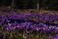 Violet Crocus field in the sunlight Royalty Free Stock Photo