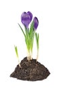 Violet crocus flower Royalty Free Stock Photo