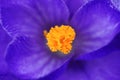 Violet crocus flower Royalty Free Stock Photo
