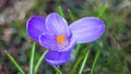 Violet crocus flower head detail. Early spring plant from iris family. Idaceae