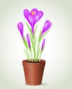 Violet crocus in flower pot