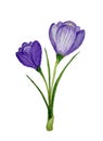 Violet Crocus flower. Springtime beauty. Royalty Free Stock Photo