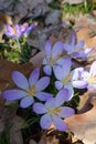 Violet Crocus Flower welcoming Spring time, Czech republic, Europe Royalty Free Stock Photo