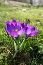 Violet Crocus Flower welcoming Spring time, Czech republic, Europe Royalty Free Stock Photo