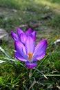 Violet Crocus Flower welcoming Spring time, Czech republic, Europe Royalty Free Stock Photo