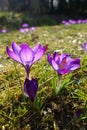 Violet Crocus Flower welcoming Spring time, Czech republic, Europe Royalty Free Stock Photo