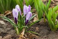 Violet crocus on the flowerbed, soft focus background Royalty Free Stock Photo