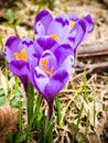 Spring crocus flowers Royalty Free Stock Photo