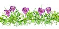 Violet crocus flowers, green grass. Horizontal seamless floral border. Spring flowers, springtime plants. Watercolor