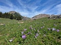 Violet crocus flowers - mountains landscape Royalty Free Stock Photo