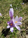 Violet crocus flowers - mountains landscape Royalty Free Stock Photo