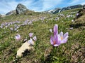 Violet crocus flowers - mountains landscape Royalty Free Stock Photo