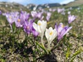 Violet crocus flowers - mountains landscape Royalty Free Stock Photo
