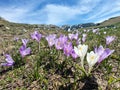 Violet crocus flowers - mountains landscape Royalty Free Stock Photo