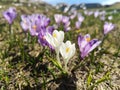 Violet crocus flowers - mountains landscape Royalty Free Stock Photo