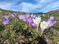 Violet crocus flowers - mountains landscape Royalty Free Stock Photo