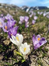 Violet crocus flowers - mountains landscape Royalty Free Stock Photo