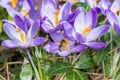 Violet crocus flowers in spring with flying bees collecting honey, Germany Royalty Free Stock Photo