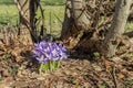 Violet crocus flowers in spring in a garden, Germany Royalty Free Stock Photo